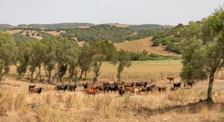 Camino de Grullo