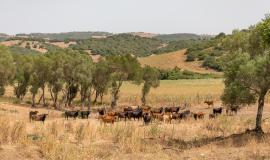 Camino de Grullo