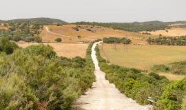 Camino de Grullo