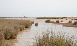 Desembocadura Del Río Salado