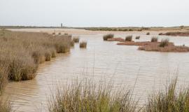 Se puede apreciar un paisaje abierto en el que se aprecian pequeños islotes de vegetación rodeados de agua, un terreno muy plano en el que se ve a lo lejos una torre que predomina sobre todo el terreno plano de vegetación corta y abundante agua