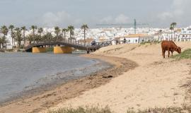 En la imagen se aprecia a el ganado pactando cerca del agua, en el que se puede observar un puente con el fondo del pueblo blanco de Conil detrás del mismo