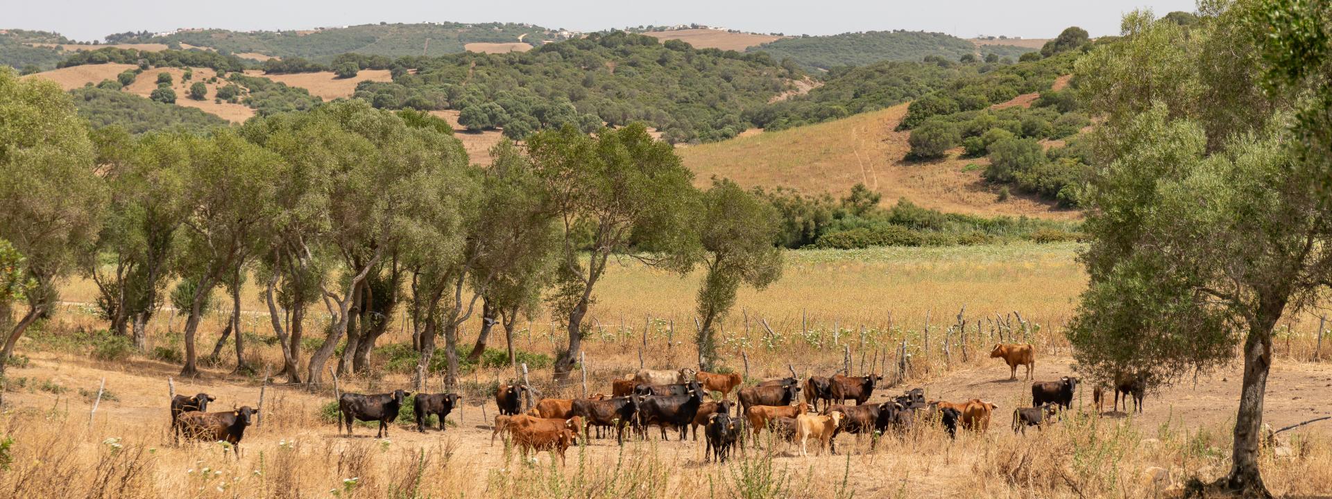 Camino de Grullo