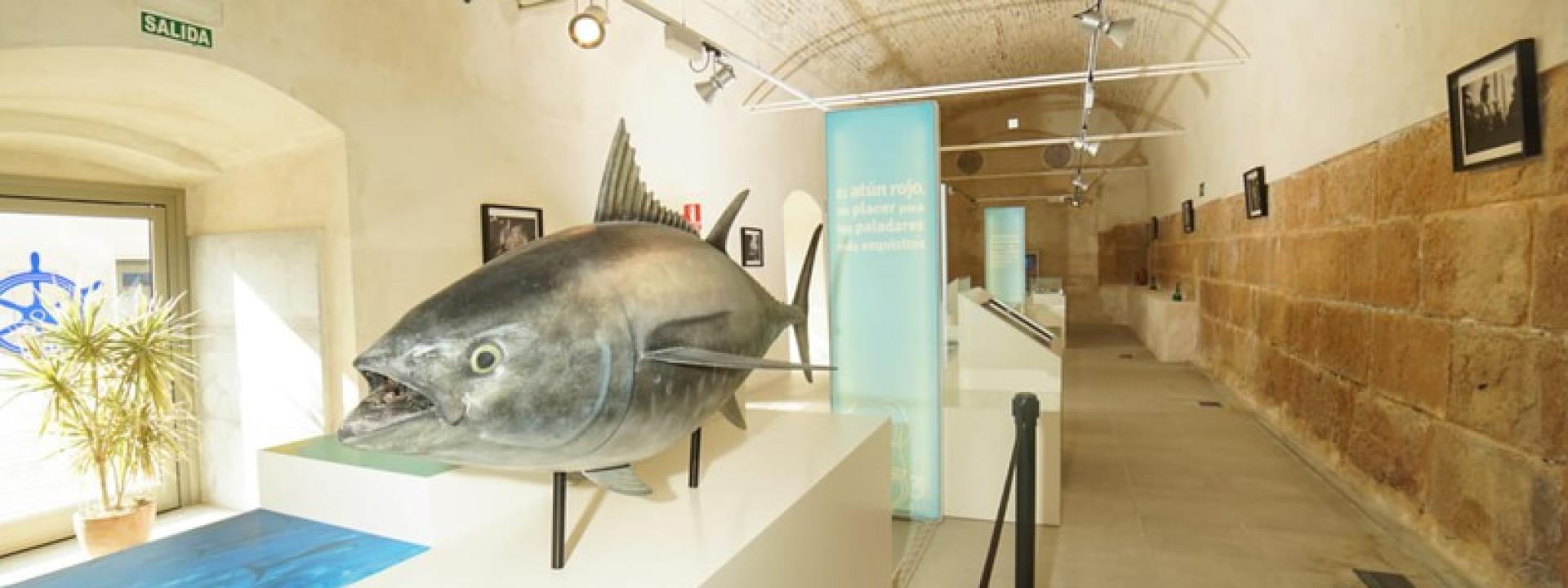 Atún expuesto en galería de Museo